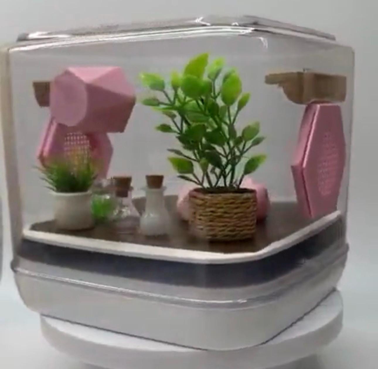 Mini pink paradise jumping spider enclosure