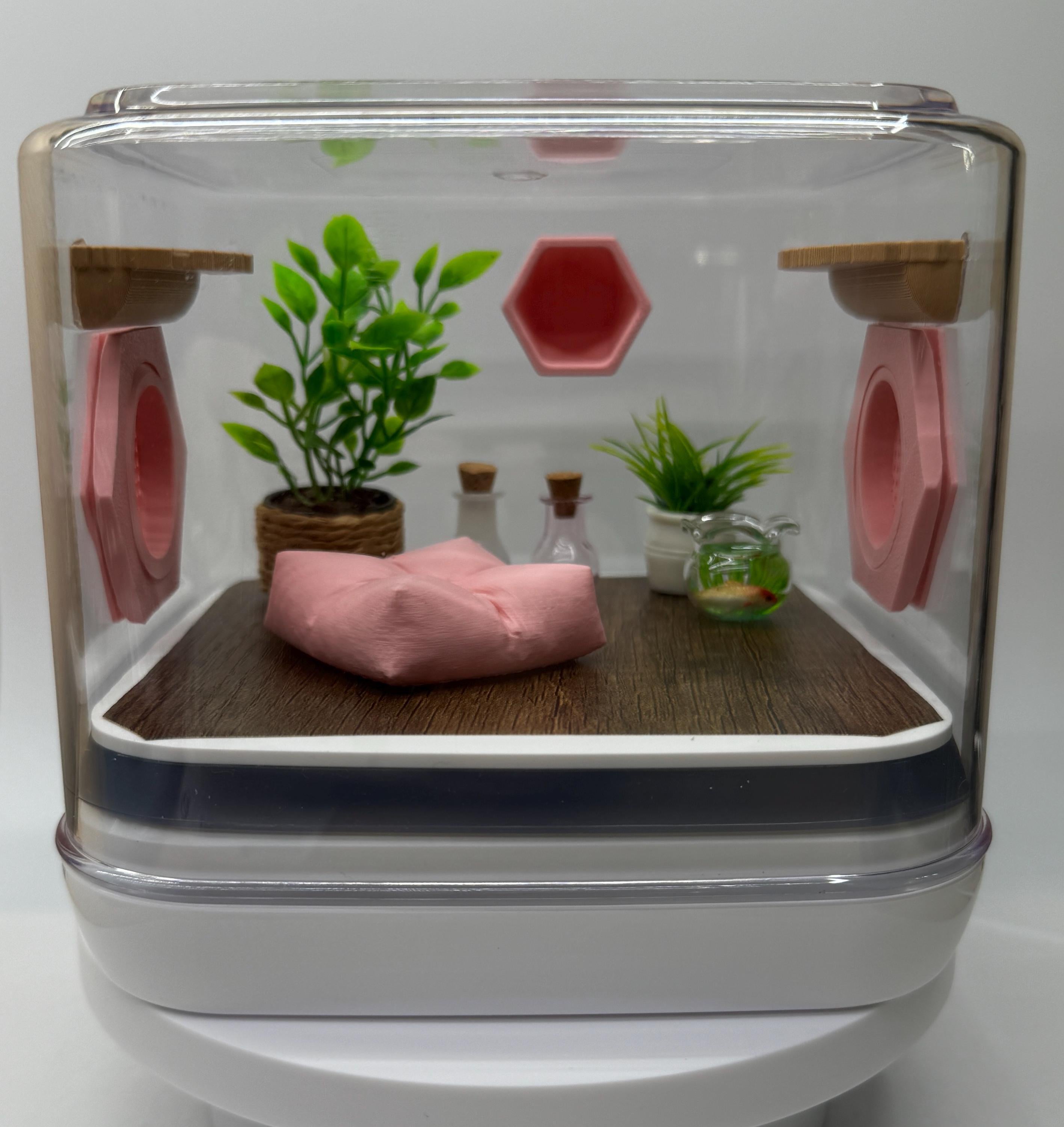 Mini pink paradise jumping spider enclosure