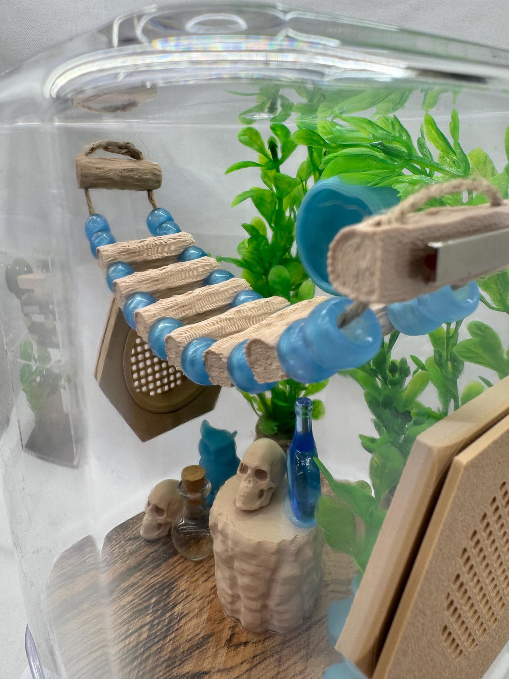 Blue Glow jumping spider enclosure, pet house, home
