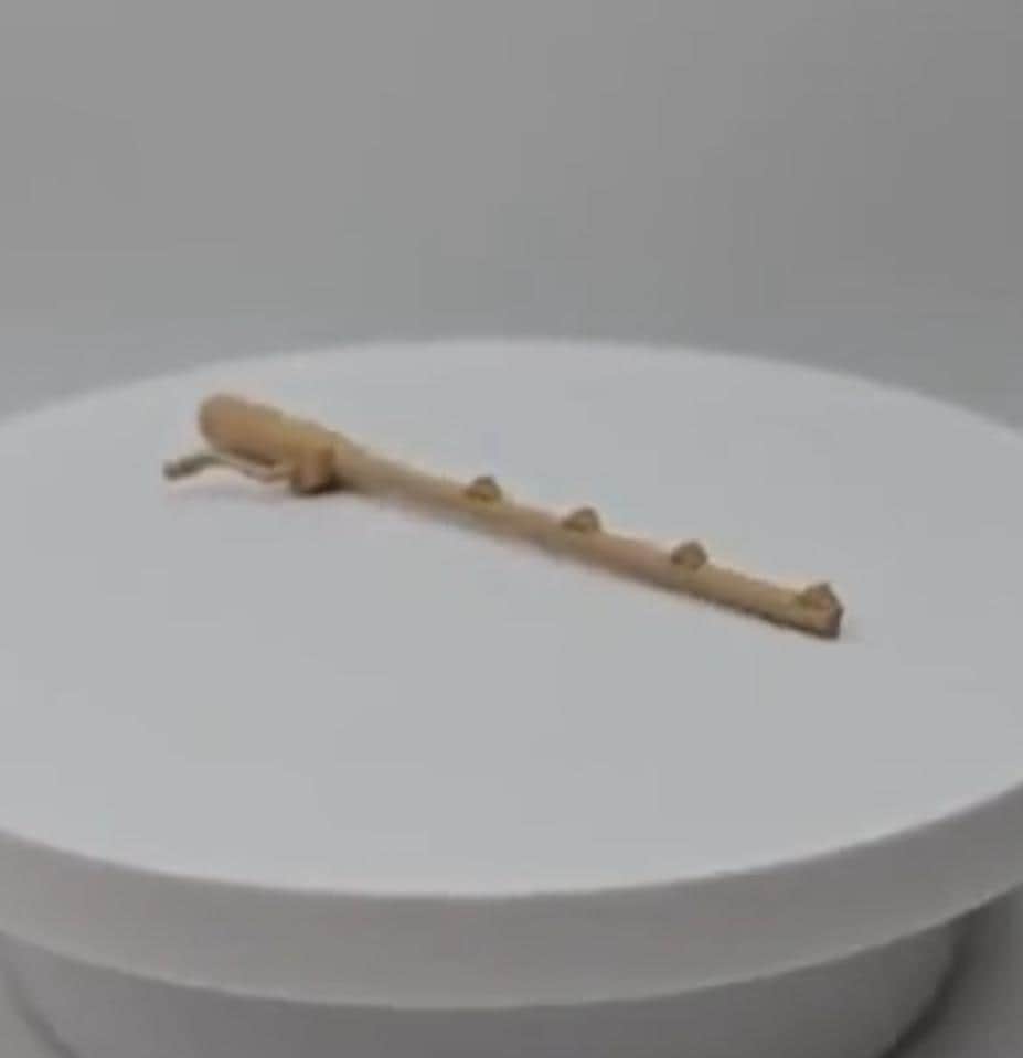 Fishing Pole for jumping spider enclosure