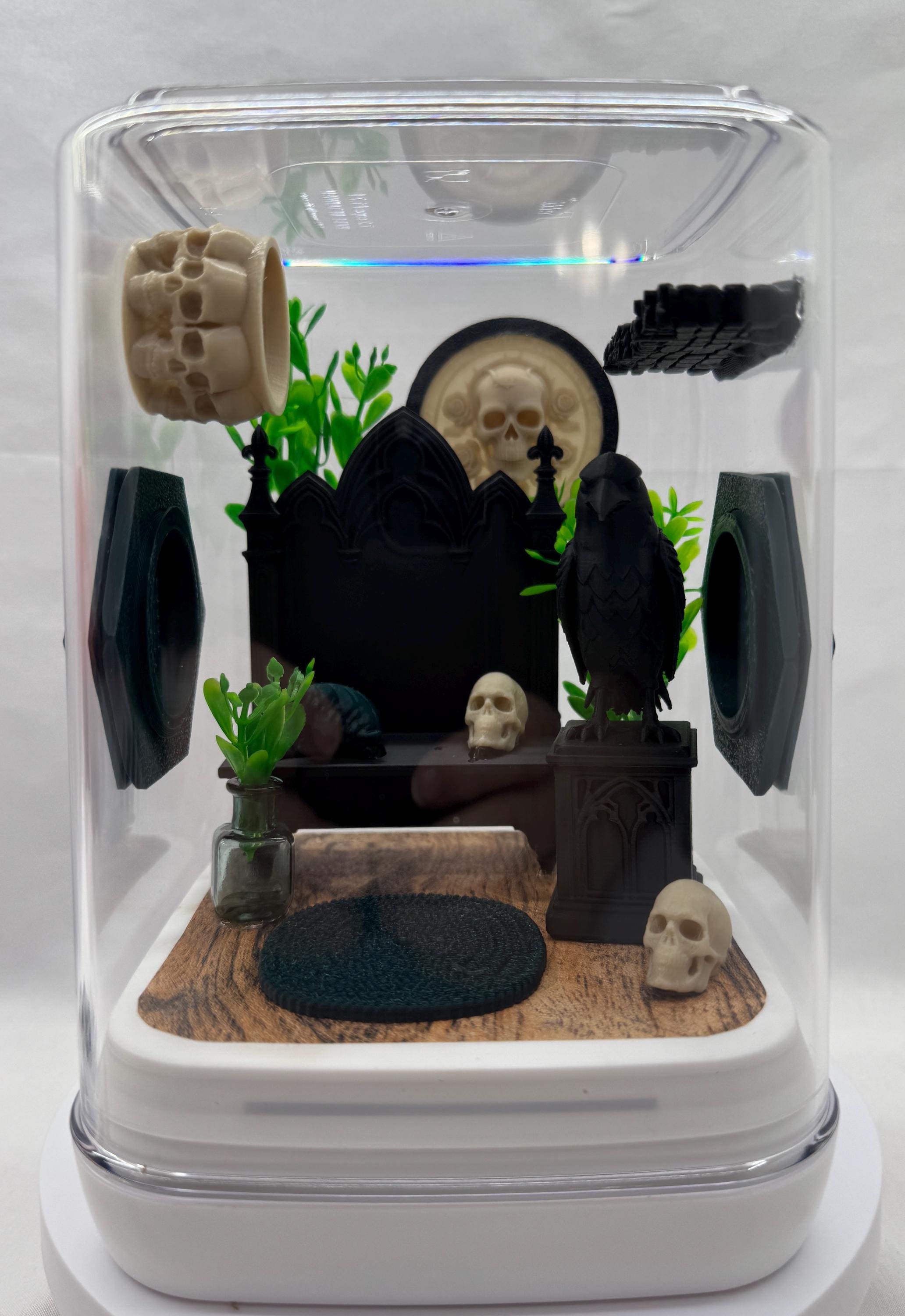 Gothic Jumping Spider Enclosure: Custom Arachnid Terrarium