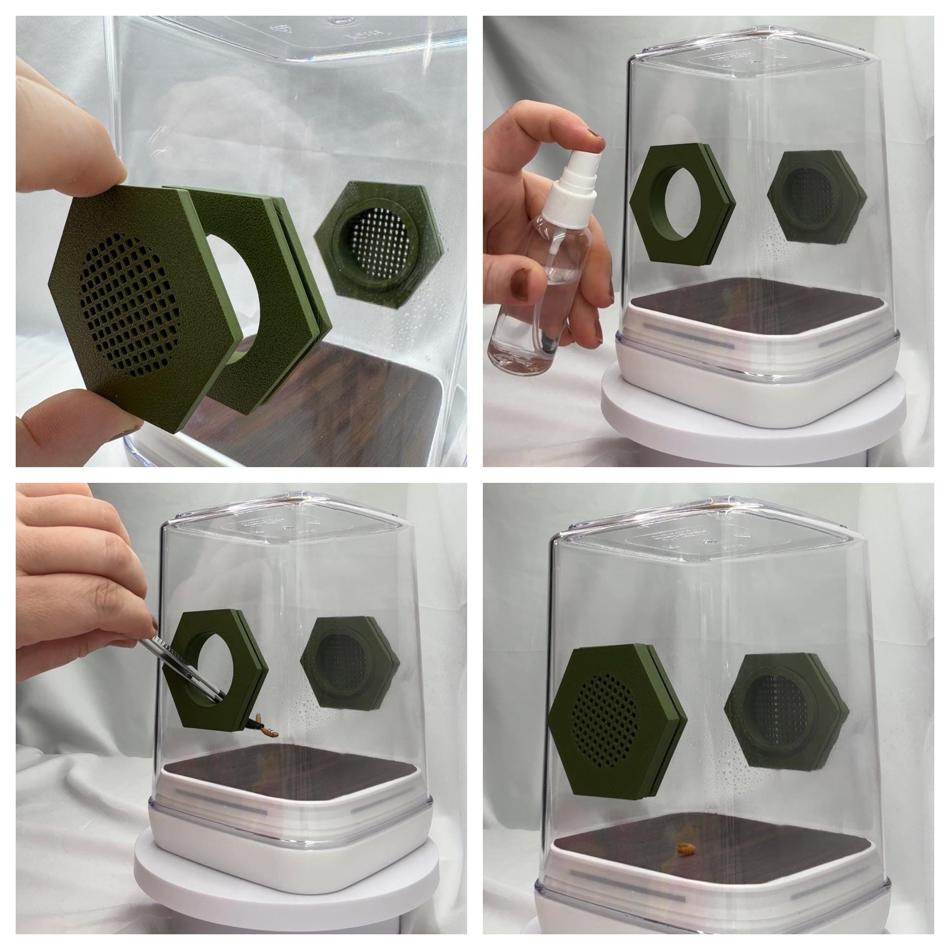 Cat-Themed Enclosure for Arachnid Pets - Safe, Custom Terrarium & Home - Decor-Adorable Jumping Spider Habitat