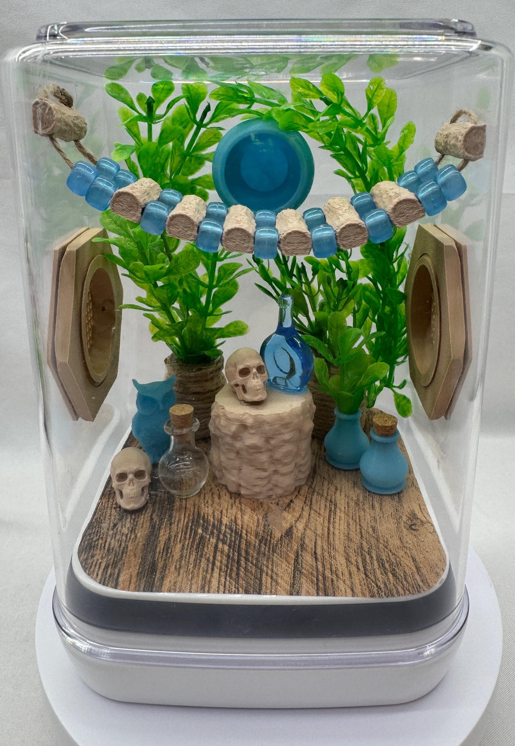 Blue Glow jumping spider enclosure, pet house, home