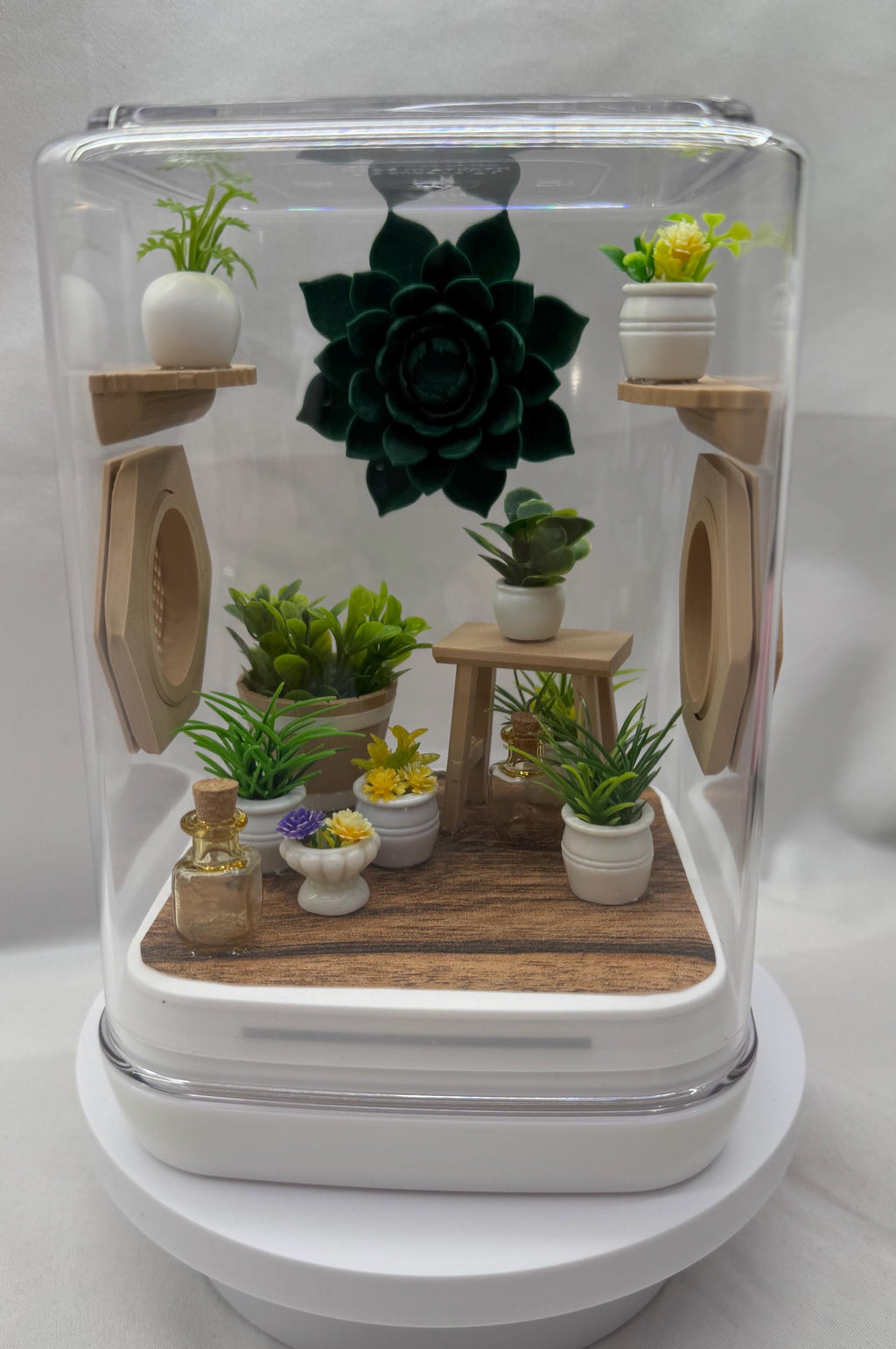 Sun Room Jumping Spider Enclosure - Custom Terrarium for Jumpers & Arachnids