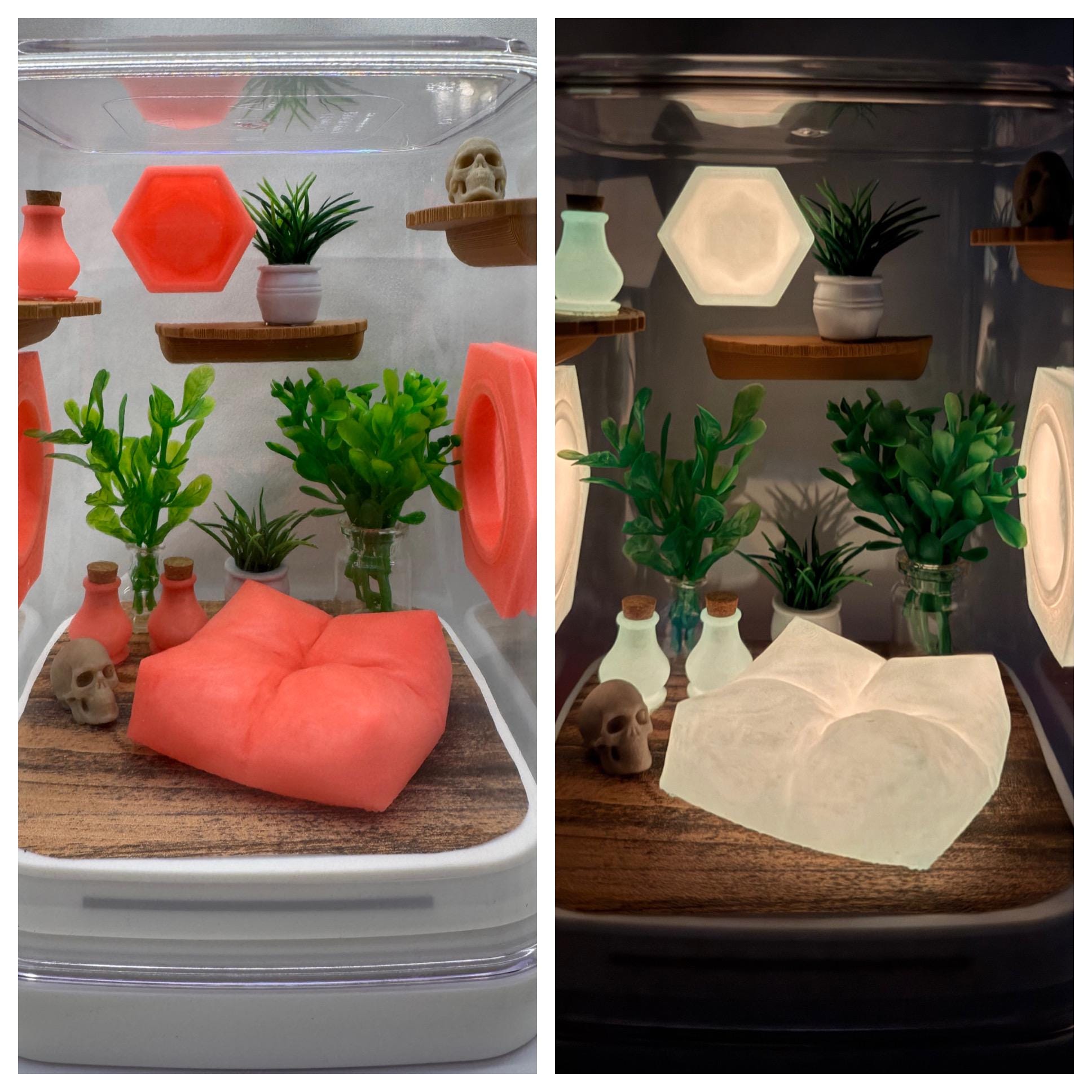 Coral Cove Glow jumping spider enclosure, pet house, home