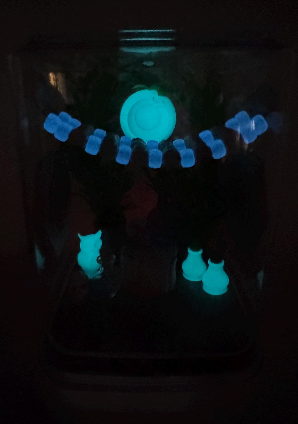 Blue Glow jumping spider enclosure, pet house, home