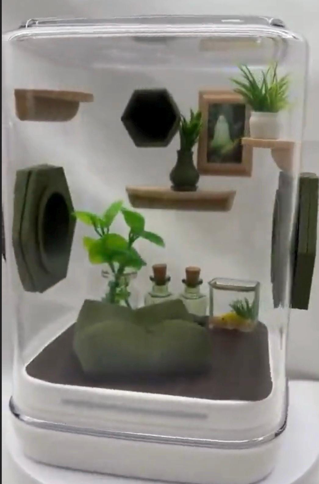 Olive Cove jumping spider enclosure