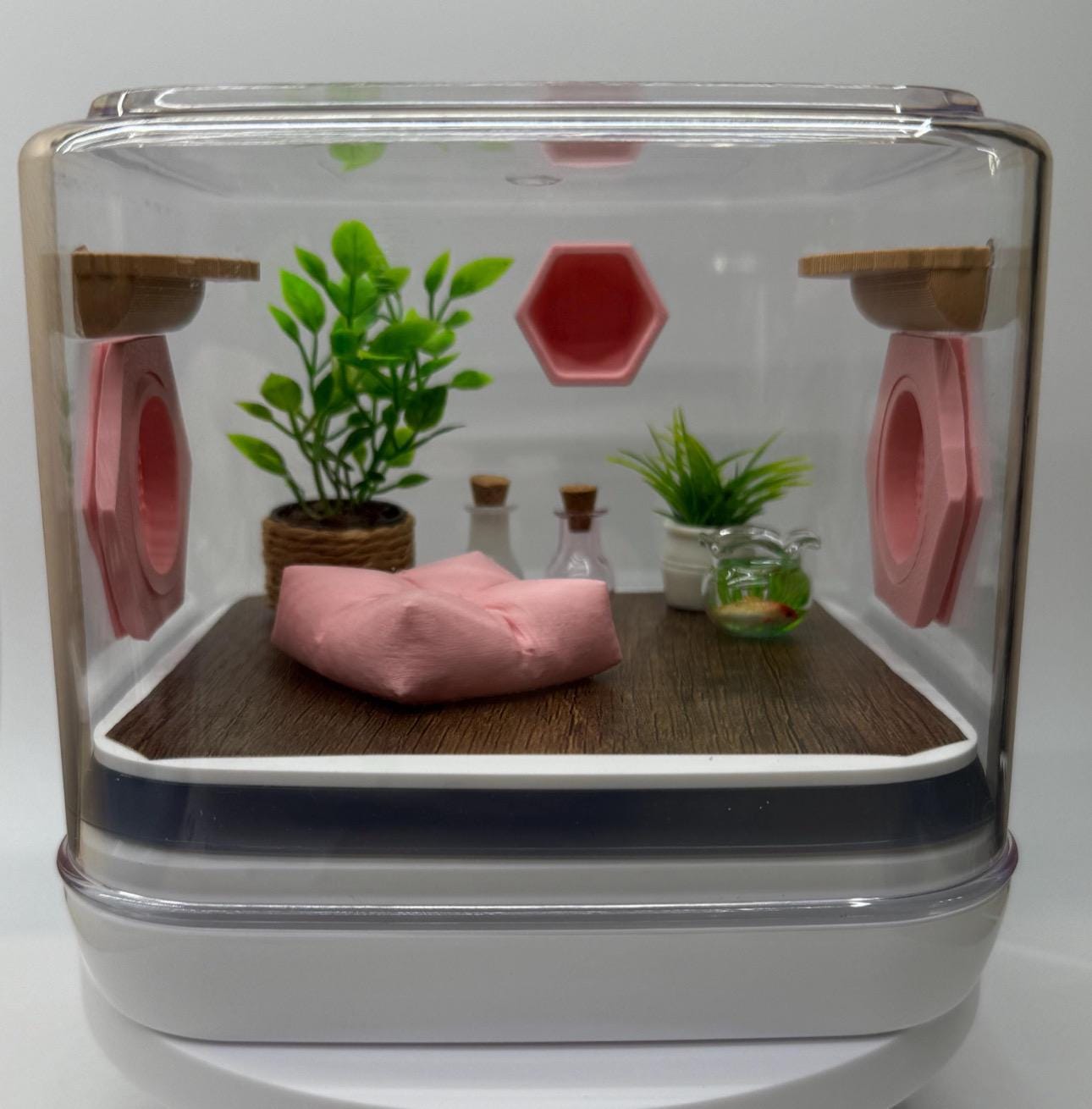Mini pink paradise jumping spider enclosure