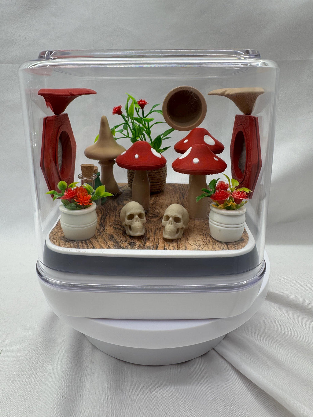 Mini mushroom jumping spider enclosure