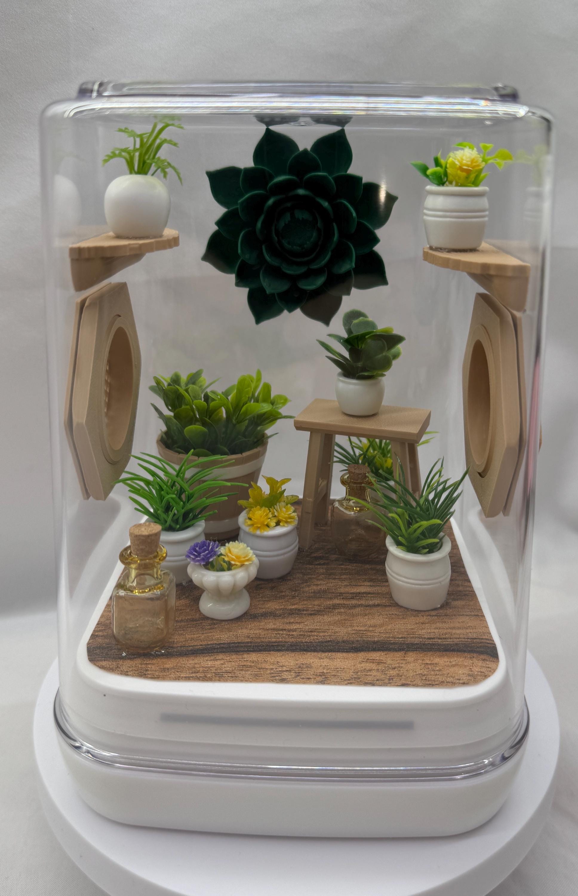 Sun Room Jumping Spider Enclosure - Custom Terrarium for Jumpers & Arachnids