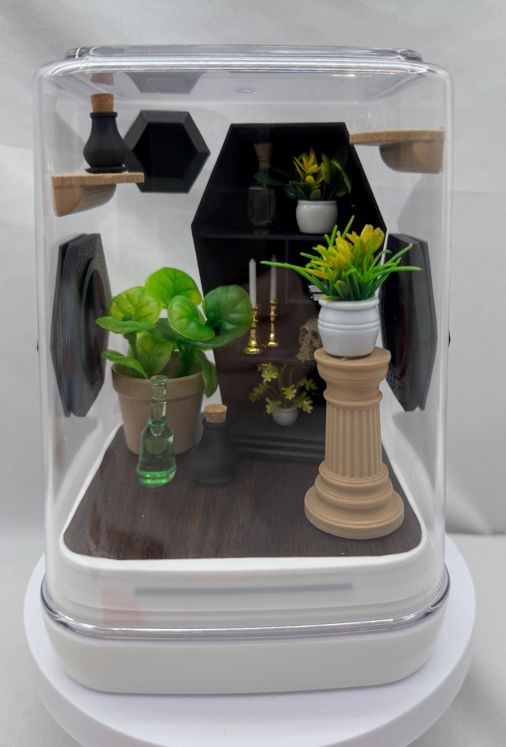 Coffin Cove jumping spider enclosure, terrarium, acrylic, home