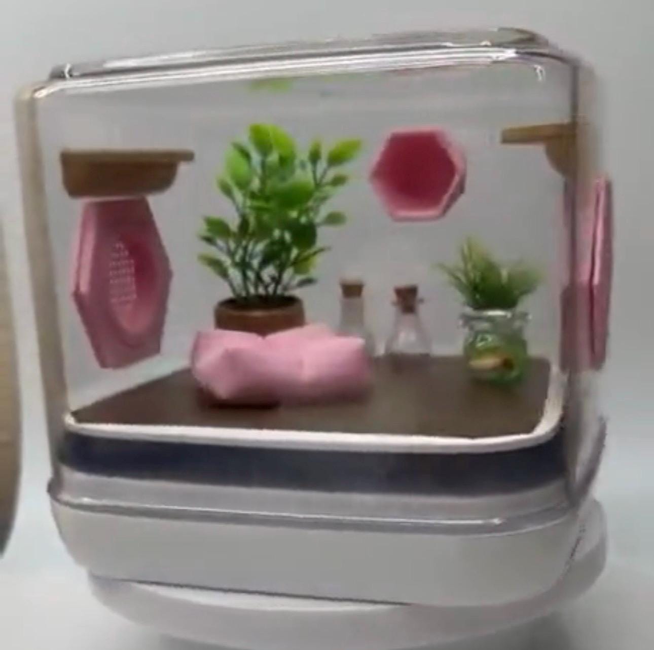 Mini pink paradise jumping spider enclosure