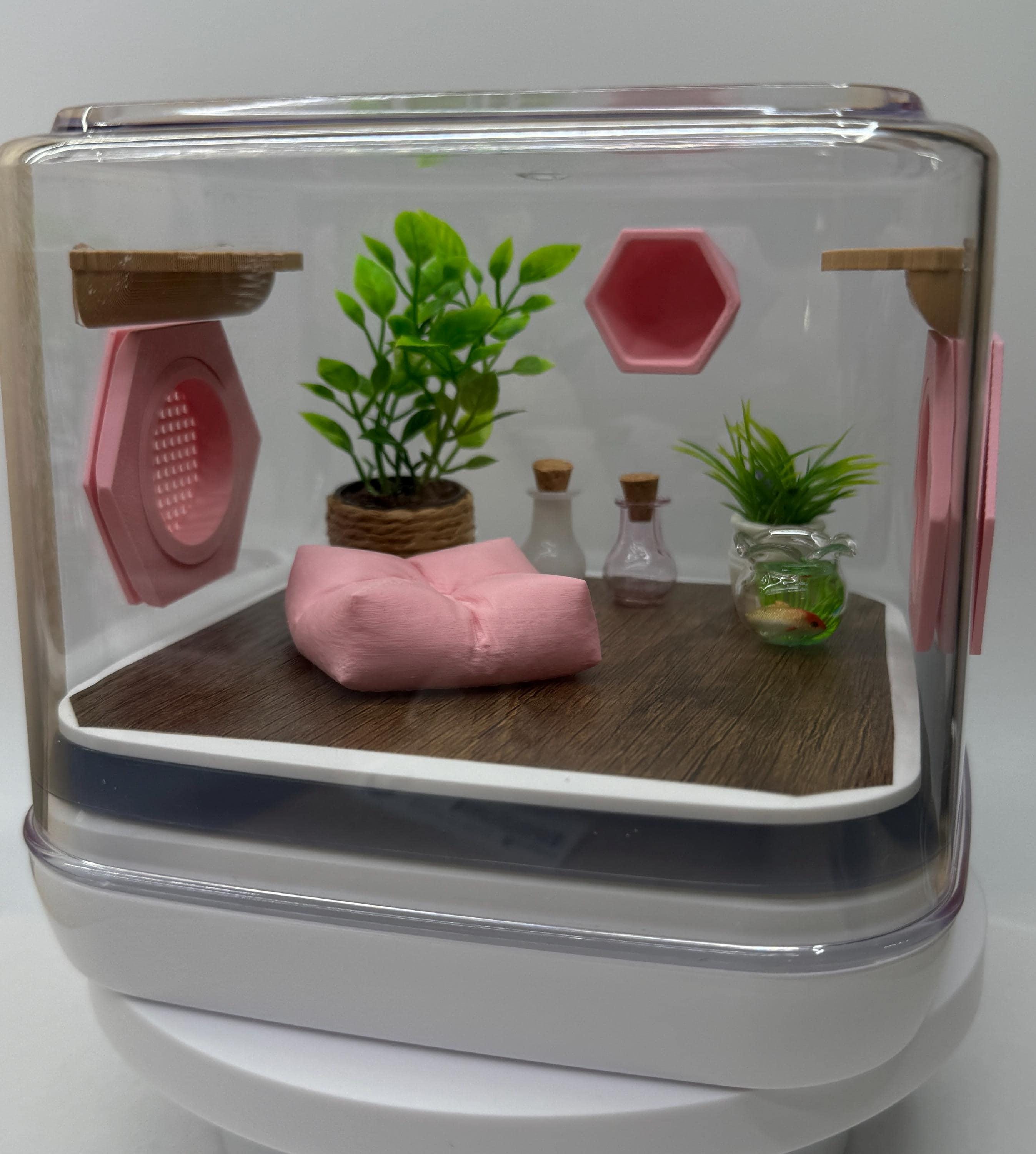 Mini pink paradise jumping spider enclosure